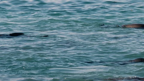 Seal popping its head out of the water at Cape Bridgewater. Stock Footage 87842227