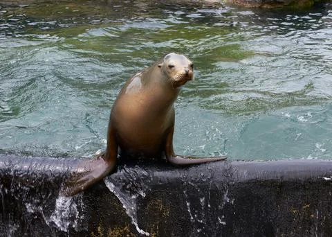 Seal Posing 库存照片
