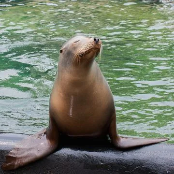 Seal Posing Stock Photos
