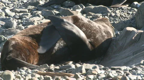 Seal preening 2 Stock Footage 494975