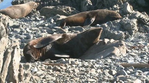 Seal preening Stock Footage 494910