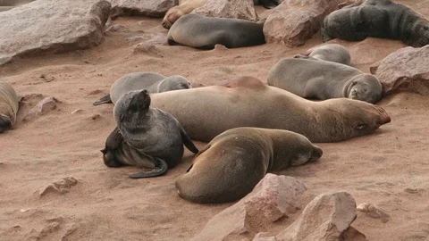 Seal pup crawling while others rest Video stock 93752130