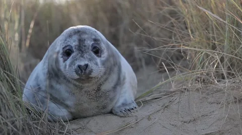 Seal pup in dunes Stock Footage 46927167