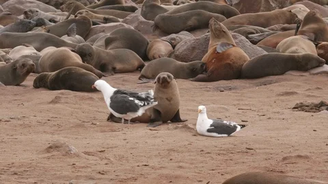 Seal pup keeps a close watch on seagulls Video stock 93751573