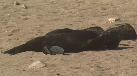 Seal pup lying on the beach Stock Footage 11234040