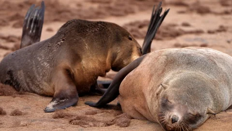 Seal Pup Nursing While Mother Sleeps on Beach in Namibia. Stock Footage 313621646