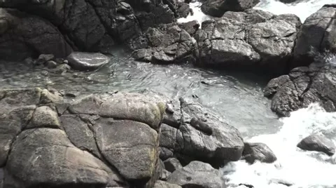 Seal Pups Playing In Rocks Vídeo Stock 50523036