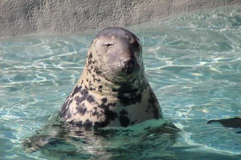 Seal relaxes Stock Photos