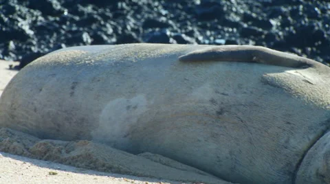 Seal relaxing on beach Stock Footage 57815052