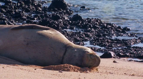Seal relaxing on beach Video stock 57815082