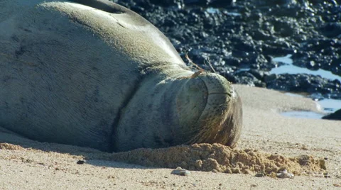 Seal relaxing on beach Stock Footage 57815134
