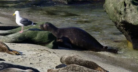 Seal relaxing on sand at Children's Pool in La Jolla, San Diego, California Stock Footage 81556672