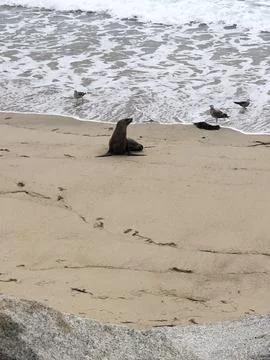 Seal Relaxing on a Sandy Beach While Waves Gently Crash Nearby Foto stock