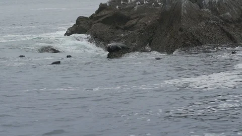 Seal at rest Stock Footage 129324715