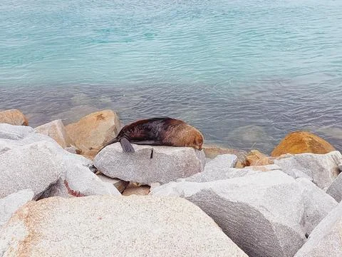 A seal rest on the rocks Foto stock
