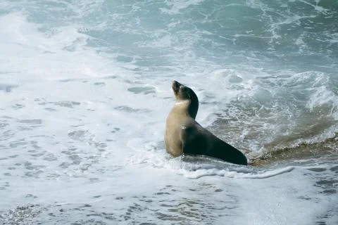 Seal resting on the beach while waves crash around it during a sunny afternoo Stock Photos