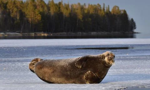 Seal resting on an ice floe. The bearded seal, also called the square flipper Stock Photos
