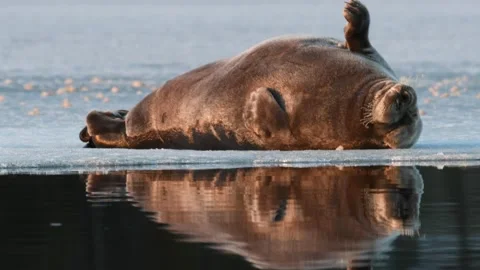 Seal resting on an ice floe at sunset. Video stock 168832461