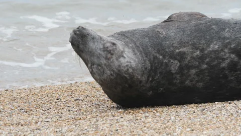 A seal resting peacefully then looking around on a sandy beach shoreline. Stock Footage 296194774