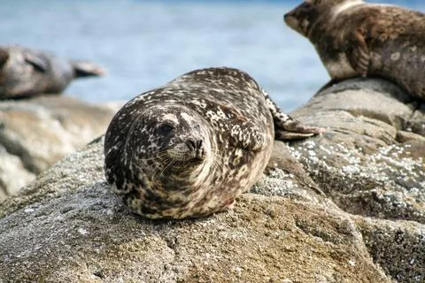 Seal resting on rocks. Stockfoto's