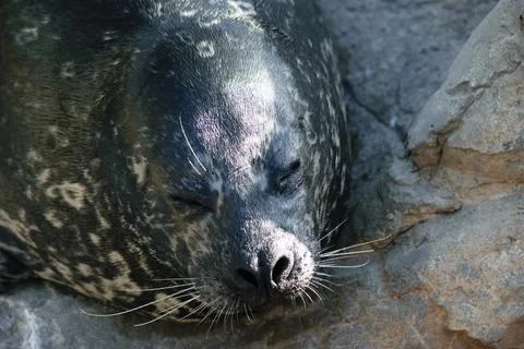 Seal Resting on Rocks Stock Photos