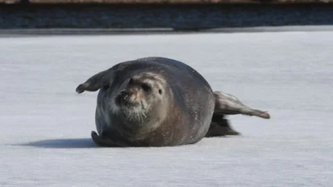 Seal resting, tumbling and rolling over on an ice floe. Video stock 168833203