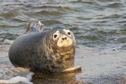The seal rests on an islet, in the Baltic Sea Stock Photos