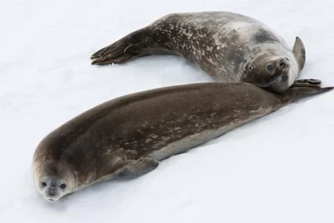 Seal rests Stock Photos