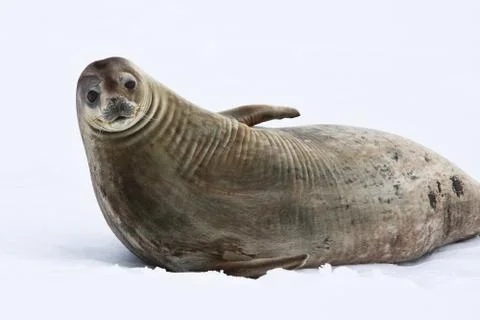 Seal rests Stock Photos