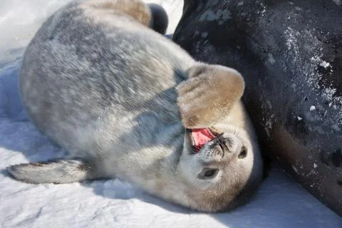 Seal rests 写真素材
