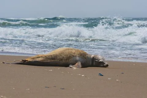 Seal rests on a sandy beach while waves crash ashore, with scattered debris.. Stock Photos