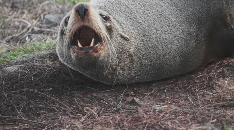 Seal Roar Stock Footage 56702497