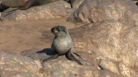 Seal on a rock Video stock 12147481