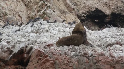 A seal on a rock Stock Footage 103045197