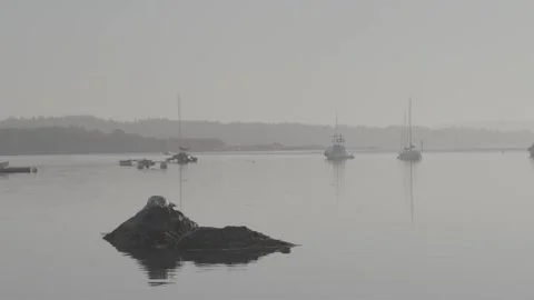 Seal on a rock Stock Footage 281342289