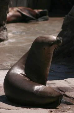 Seal on rock Stock Photos