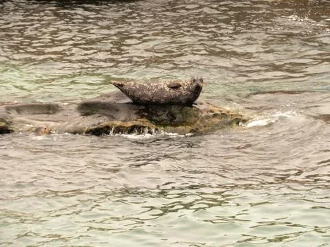 Seal on a rock Foto stock
