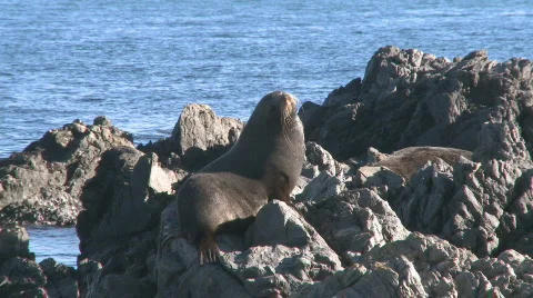 Seal on rocks Stock-Footage 496424