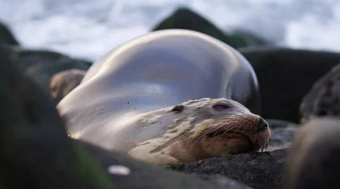 Seal on Rocks. Slow Motion Shot of Sea Lion. Seals Stock Footage 63500558