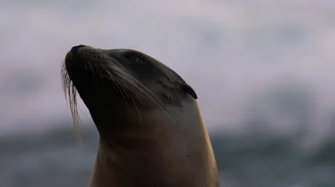 Seal on Rocks. Slow Motion Shot of Sea Lion. Seals Stock Footage 63500575