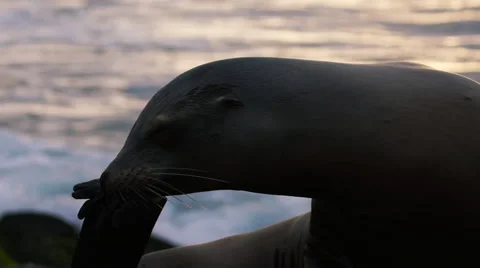 Seal on Rocks. Slow Motion Shot of Sea Lion. Seals Stock Footage 63500633