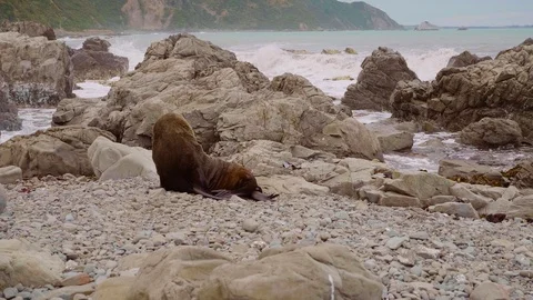 Seal on Rocky Beach Video stock 101115992