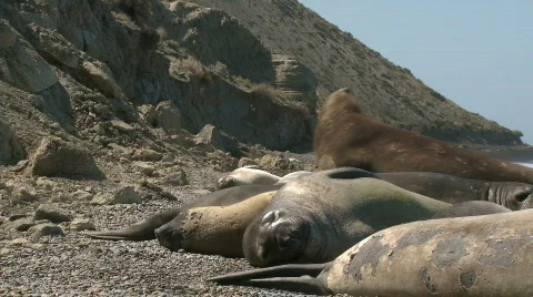 Seal rookery Stock Footage