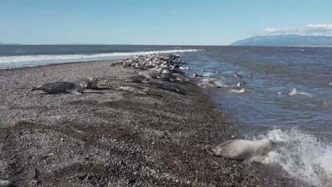 Seal rookery on the shore Stock Footage 253143953