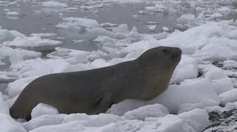 Seal, Rothera, Antractica Stock Footage 34313112