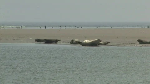 Seal in the Sand Beach Ocean HD Stock Footage