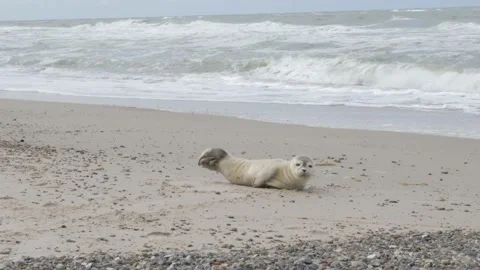 Seal with the sea in the background Stock Footage 221359571