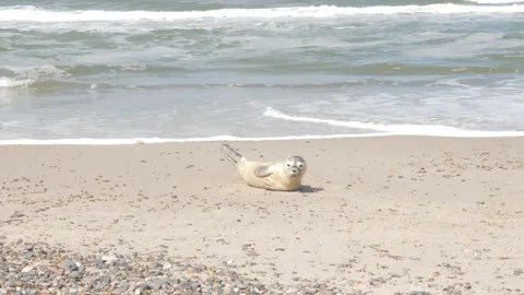 Seal with the sea in the background Stock Footage 221359653