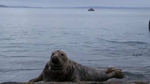 Seal by the sea, looking towards camera Stock Footage 72903684