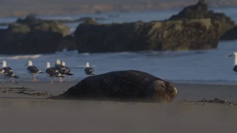 Seal to Seagulls (Rack Focus) 스톡 동영상 87242538